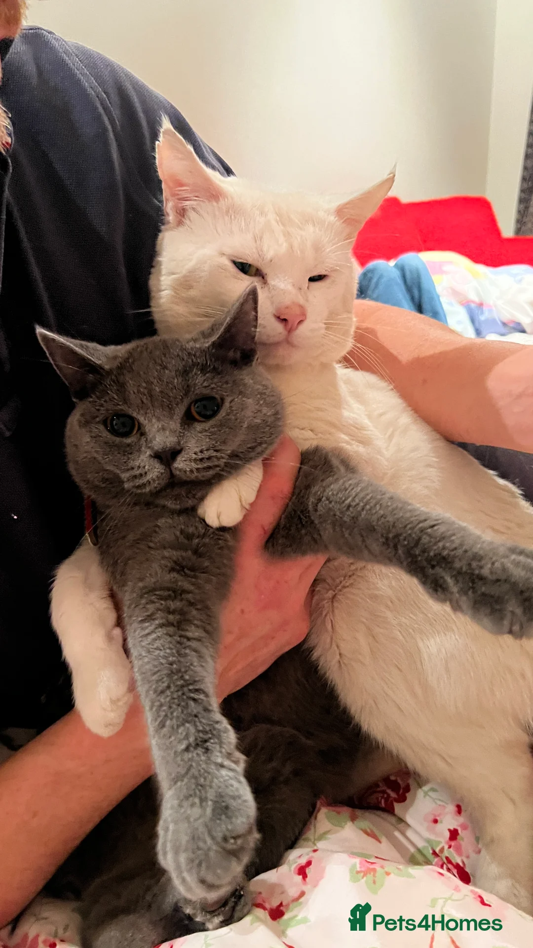 Turkish Angora cats for sale: Turkish angora kittens - Advert 14