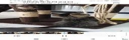 Mixed Breed cats for sale: Lovely kitten ready  for new home  - Advert 15