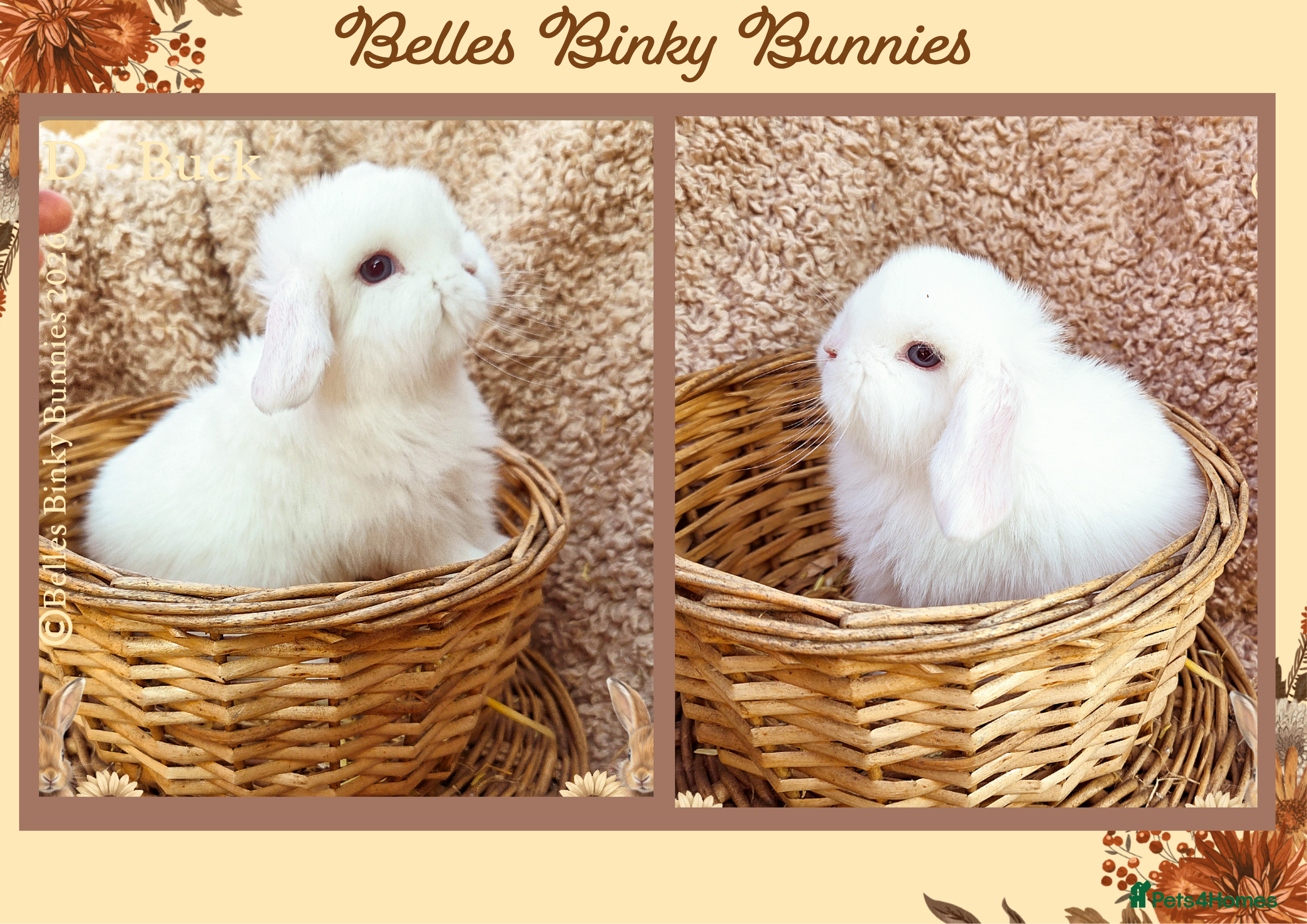 Mini Lop rabbits 🌷 Ready 3rd April 🌷Adorable Baby Mini Lops 🌷 - Advert 4