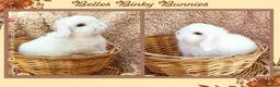 Mini Lop rabbits for sale: 🌷 Ready 3rd April 🌷Adorable Baby Mini Lops 🌷 - Advert 1