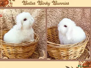 Mini Lop rabbits 🌷 Ready 3rd April 🌷Adorable Baby Mini Lops 🌷 - Advert 16