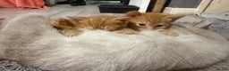 Maine Coon cats for sale: Ginger kittens - Advert 21