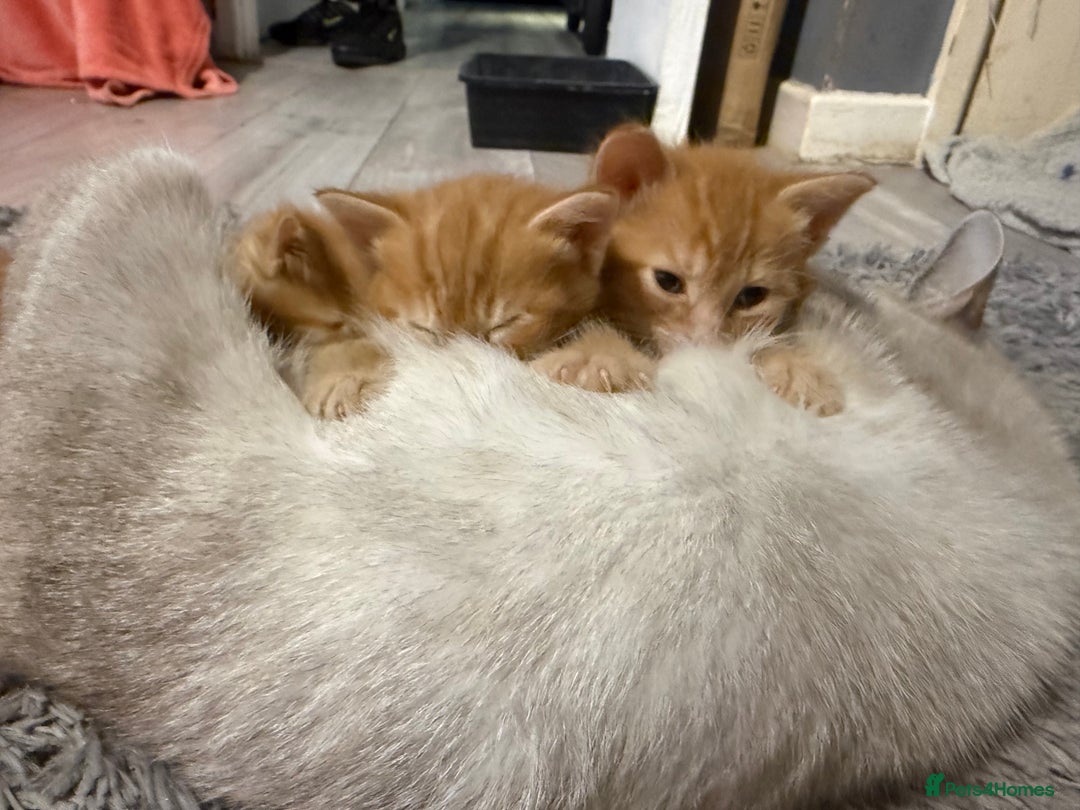 Maine Coon cats for sale: Ginger kittens - Advert 21
