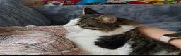 Mixed Breed cats for sale: Beautiful Long-Haired Male Cat in Haverhill - Advert 16