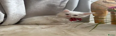 Snowball