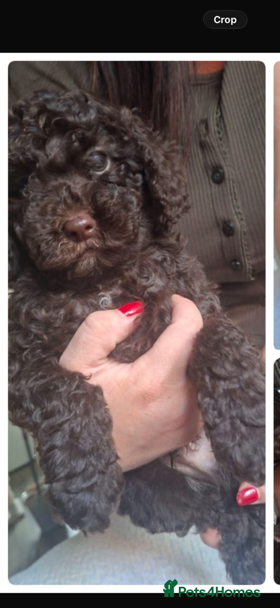 Miniature Poodle dogs 2 stunning little cheeky gents left - Advert 17