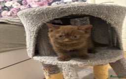 Scottish Fold cats for sale: Stunning Scottish fold and straight kittens - Image 9