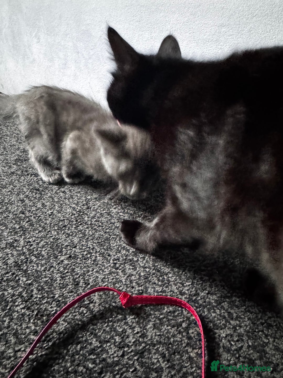 Mixed Breed cats for sale:  4 Kittens British long & short hair mixed breed. - Advert 21