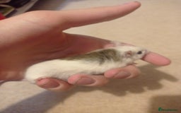 Mouse rodents for sale: Baby African Soft Fur mice - Image 8