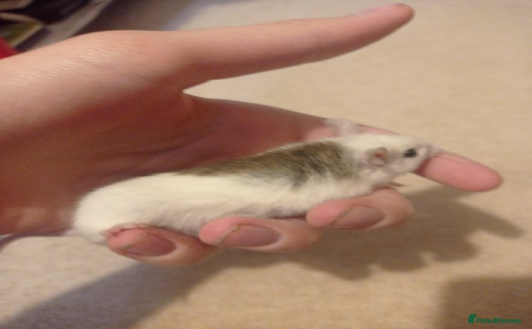 Mouse rodents - Advert 8