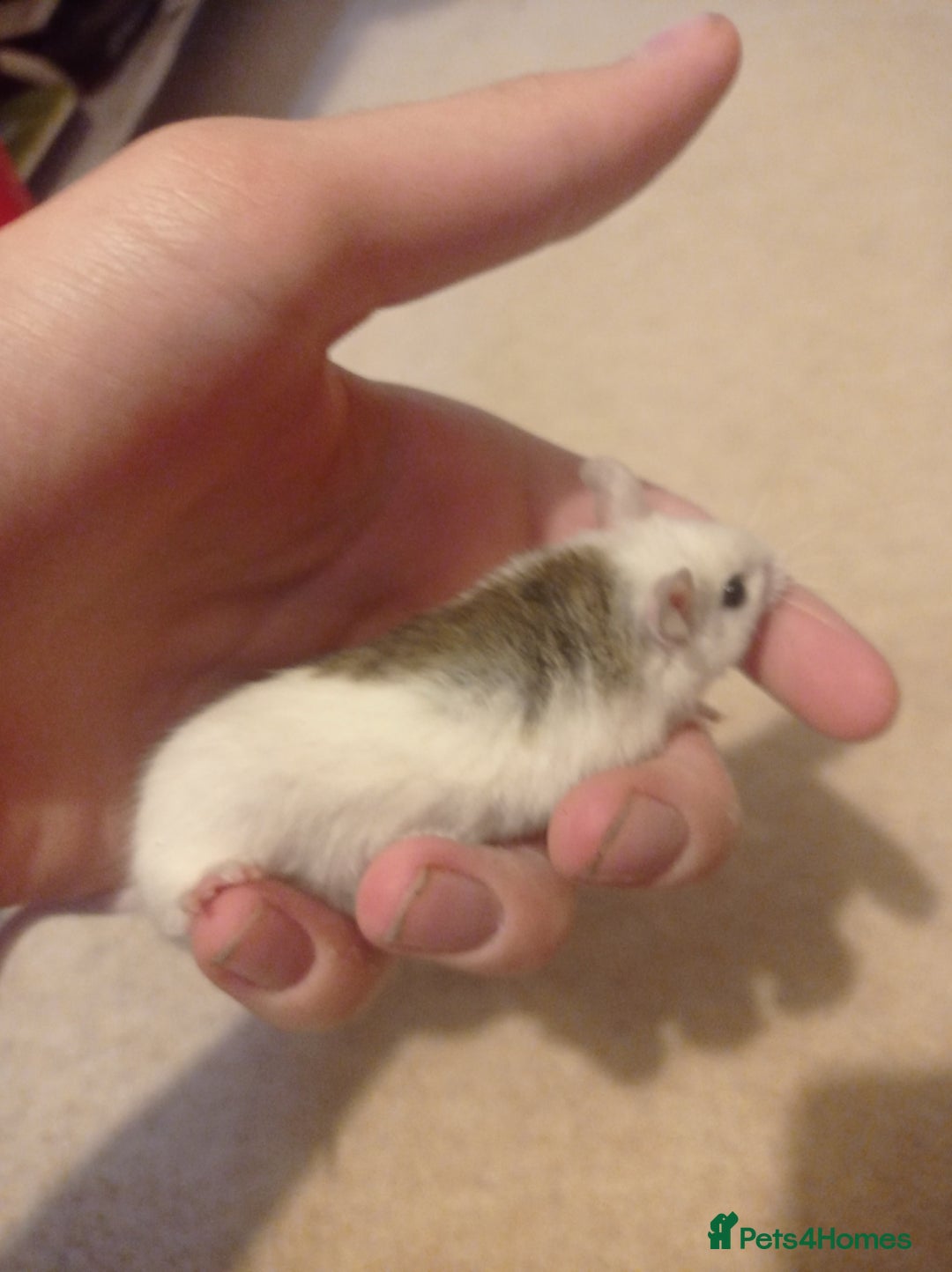 Mouse rodents for sale: Baby African Soft Fur mice - Image 8