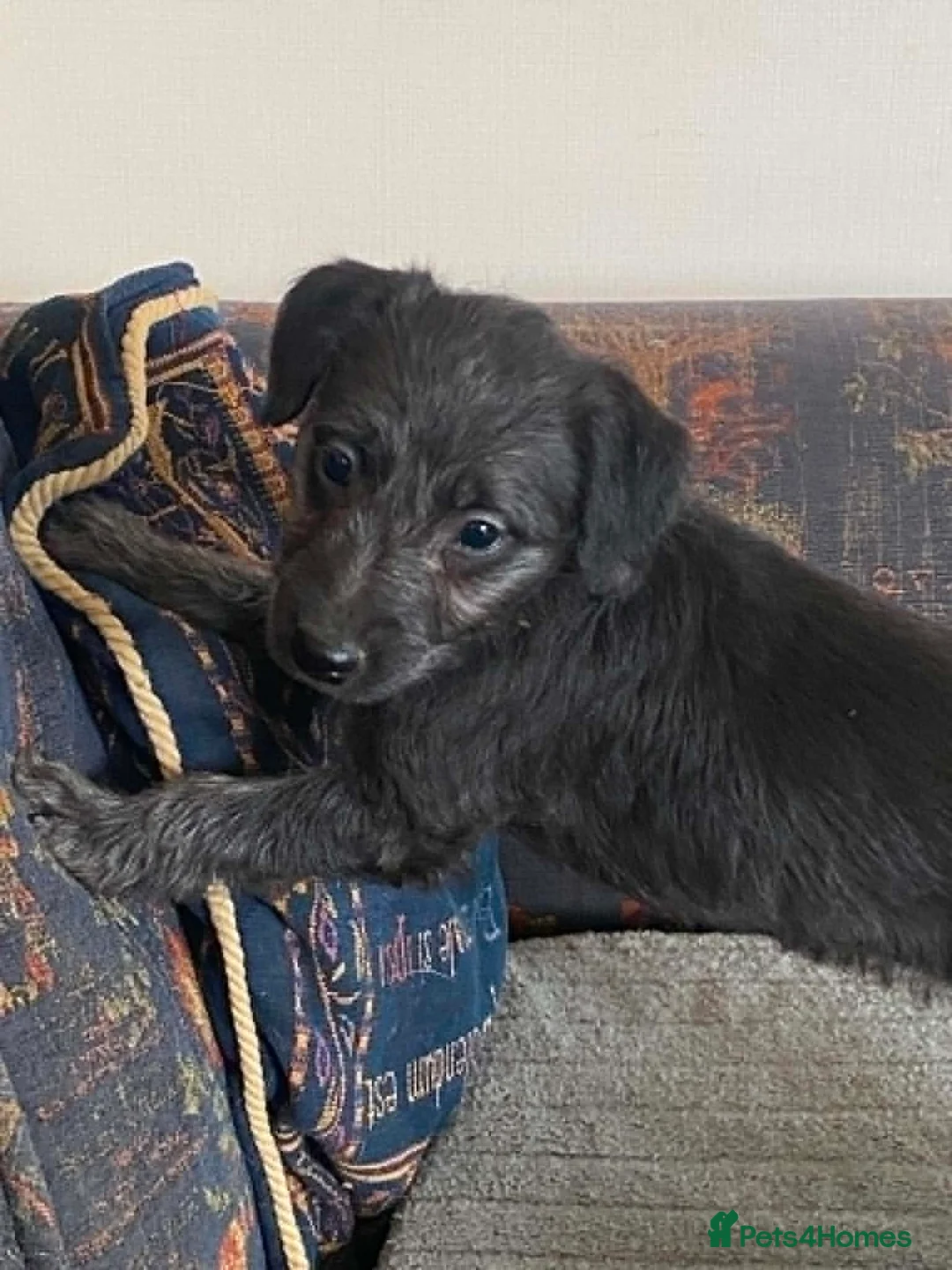Mixed Breed dogs for sale: Bedlington x Whippet puppies - Advert 2