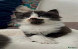 Domestic Shorthair cats for sale: Beautiful 5 tuxedo kittens available for new home. - Image 14