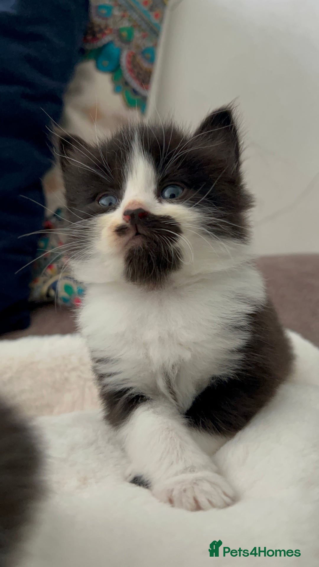 Domestic Shorthair cats for sale: Beautiful 5 tuxedo kittens available for new home. - Image 14