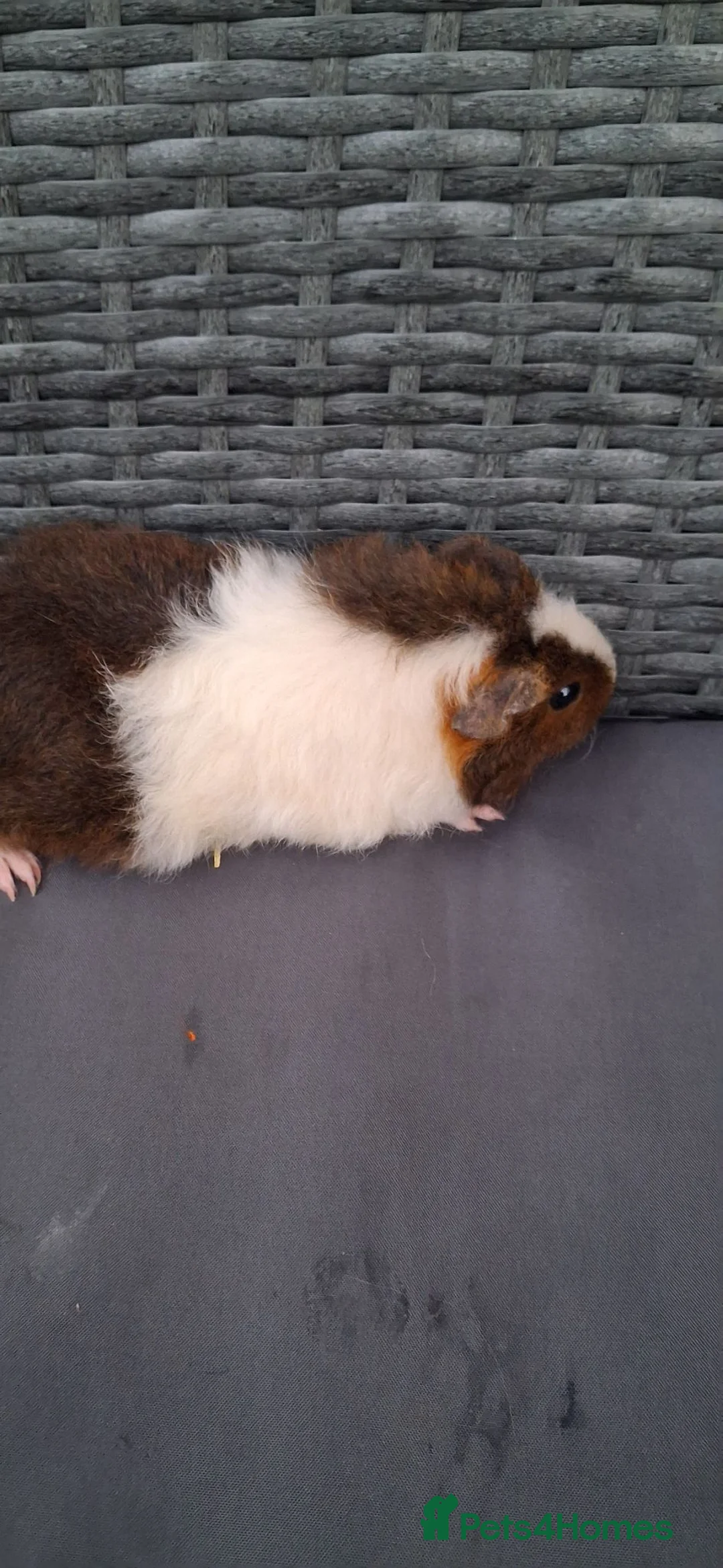 Guinea Pig rodents for sale: Baby girl guinea pigs - Advert 15
