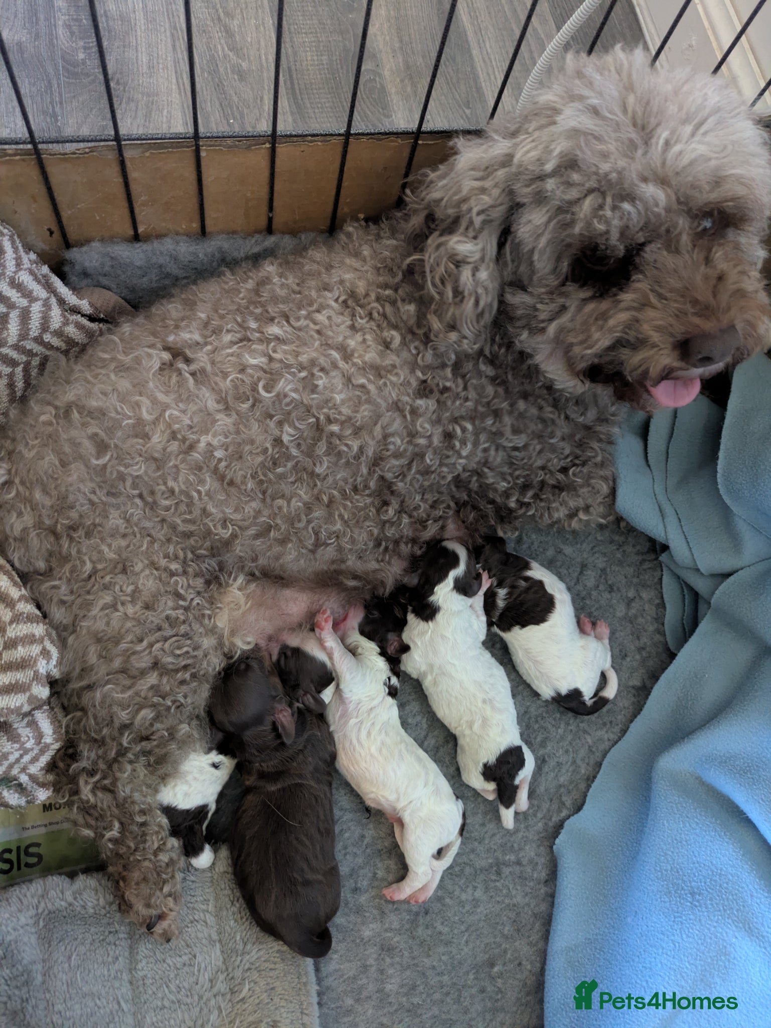 Cockapoo dogs Health tested choc and parti cockerpoos - Advert 1