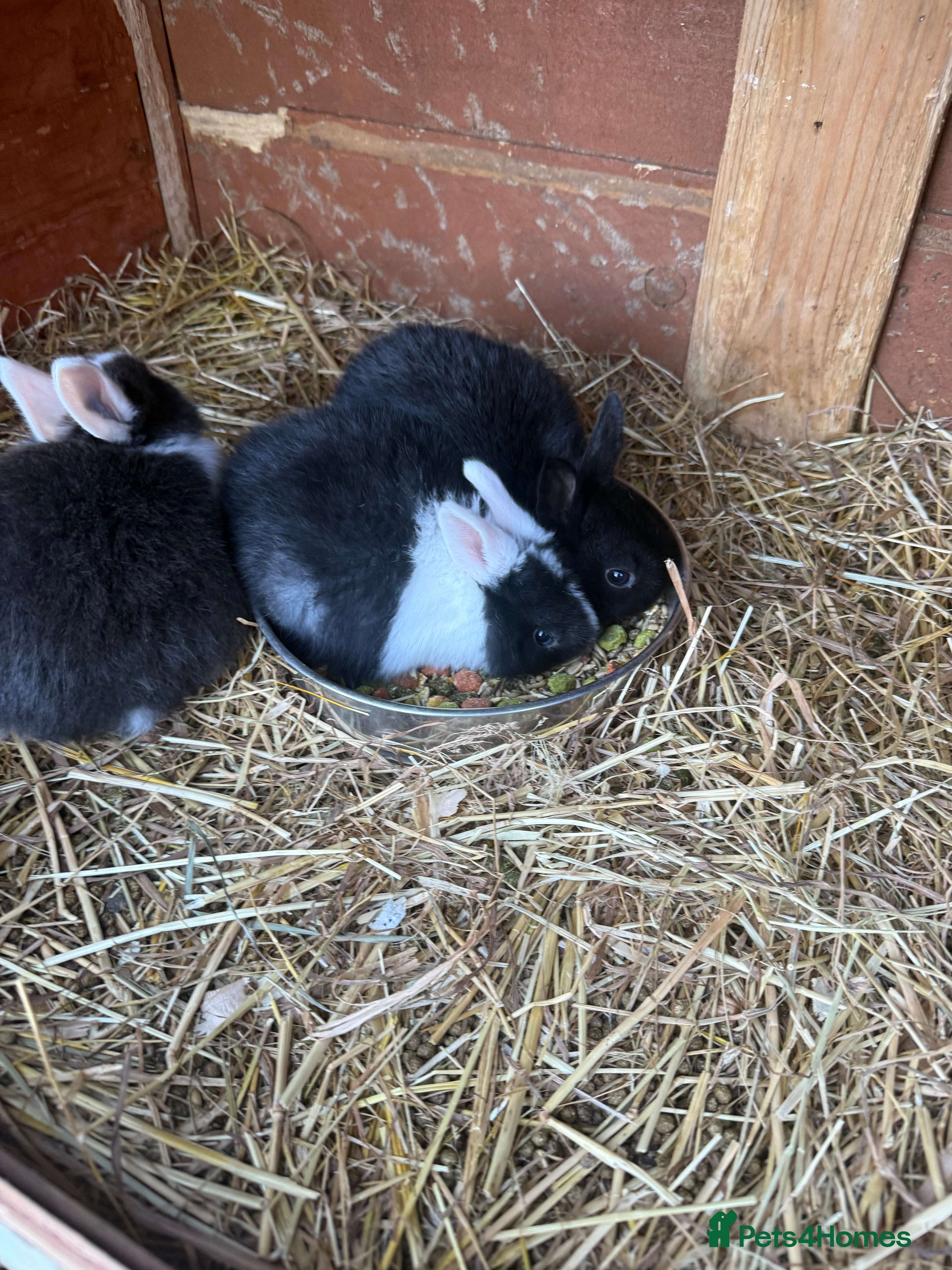 English Lop rabbits Lops  - Advert 3