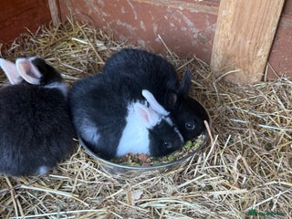 English Lop rabbits Lops - Advert 6