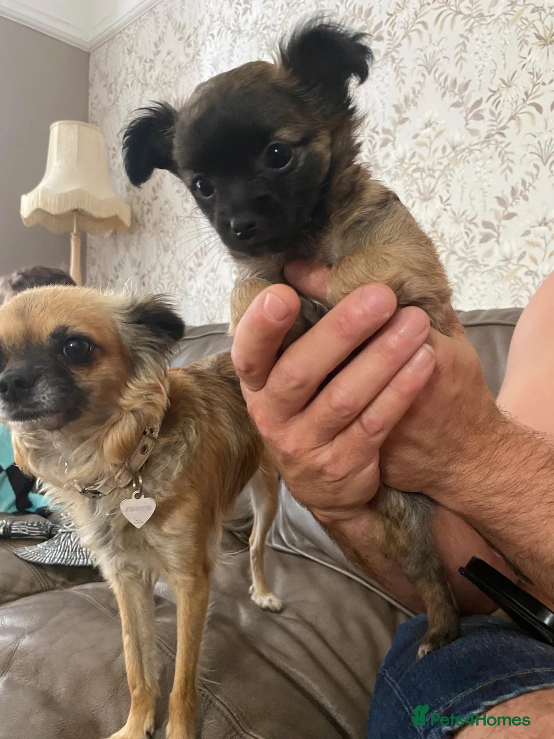 Chihuahua dogs for sale: Long haired chihuahua female  - Advert 4