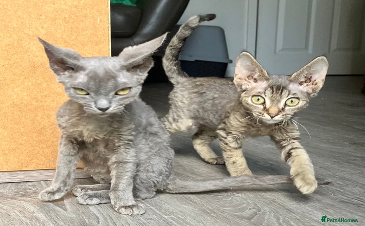 Devon Rex cats in Leeds - Advert 2