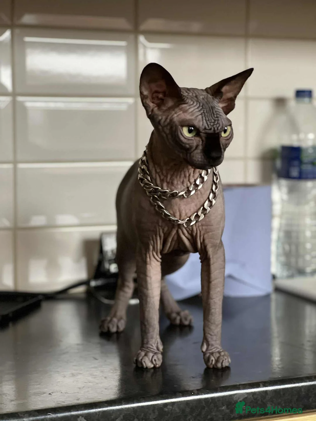 Sphynx cats for sale: Kitten for sale - Advert 4