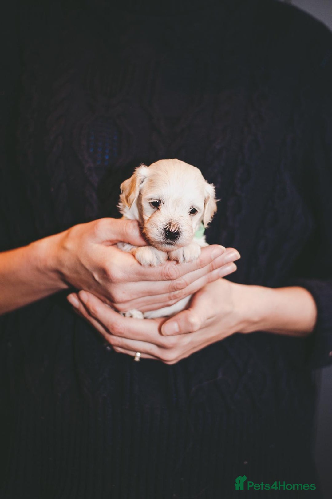 Maltipoo dogs for sale: BEST IN CLASS - F2 MALTIPOO PUPPIES - Advert 14