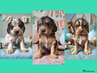 Cockapoo dogs 🐶THE MOST PERFECT SHOW SPANIELS and F1 COCKAPOOS - Advert 1