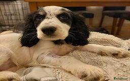 Cocker Spaniel dogs for sale: Cocker Spaniel Boy Puppy - Image 2