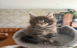 Maine Coon cats for sale: Maine Coon Kittens for sale - Image 10