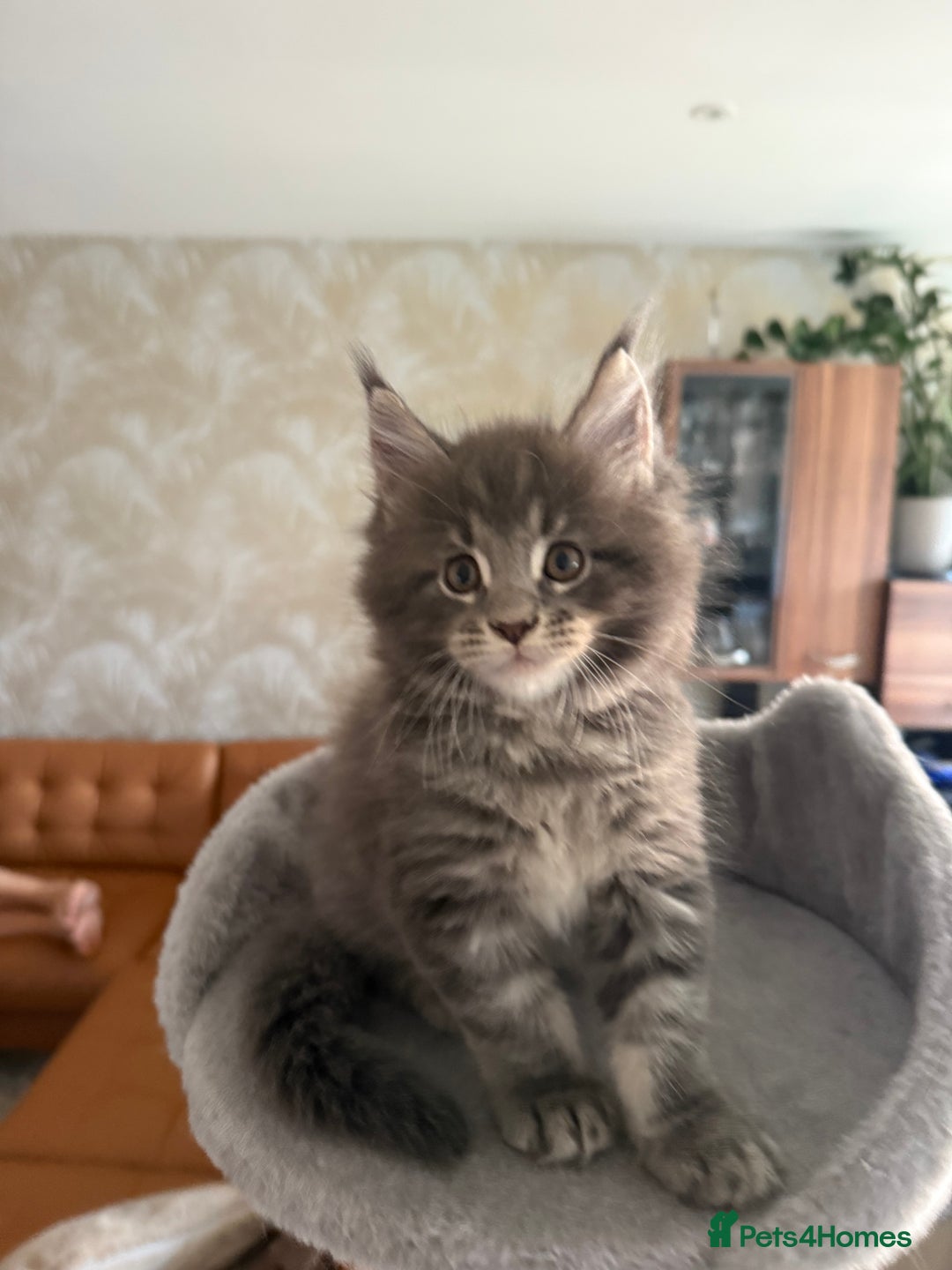 Maine Coon cats for sale: Maine Coon Kittens for sale - Image 10