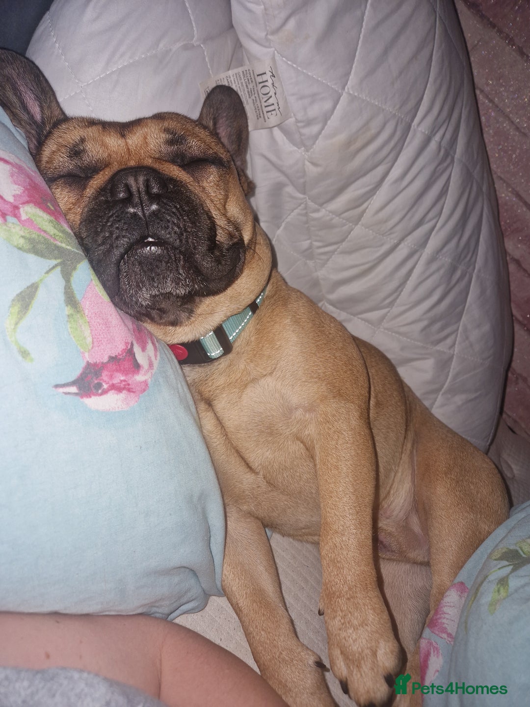 French Bulldog dogs for sale: Amazing lovely Frenchy  - Advert 1