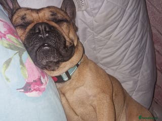 French Bulldog dogs Amazing lovely Frenchy - Advert 10