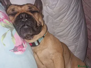 French Bulldog dogs Amazing lovely Frenchy - Advert 14