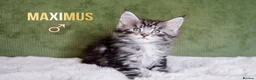 Maine Coon cats for sale: Rare Silver Shaded TICA Maine Coon Kittens in Canvey Island - Advert 15