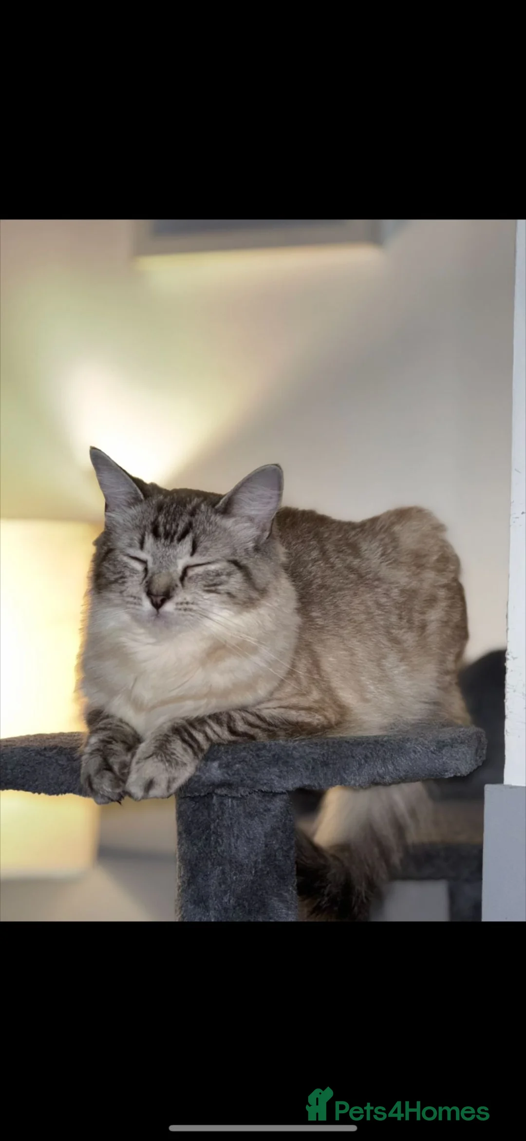 Ragdoll cats for sale: Ragdoll cross in Grimsby - Advert 1