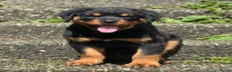 Rottweiler dogs for sale: Stunning chunky Rottweiler puppies - Advert 2