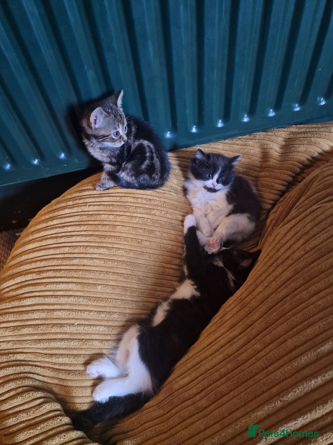 Ragdoll cats for sale: Tabby Ragdoll cross kitten - Advert 10