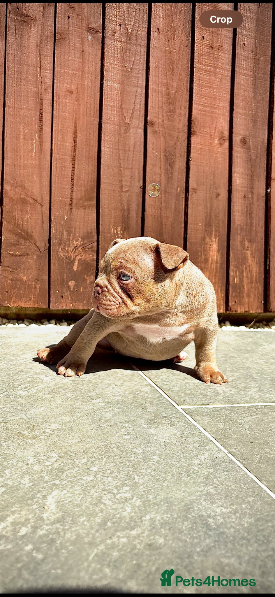 American Bully dogs Female bully - Advert 14