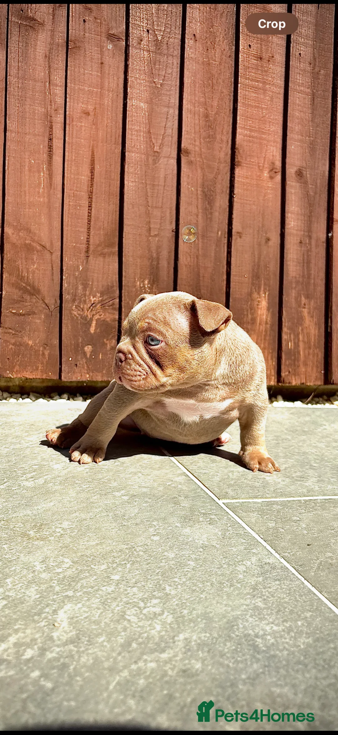 American Bully dogs for sale: Female bully - Advert 1