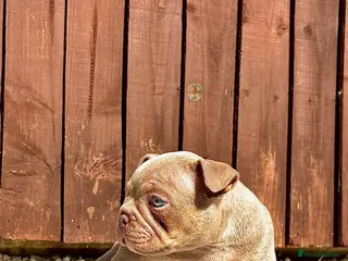 American Bully dogs Female bully - Advert 10