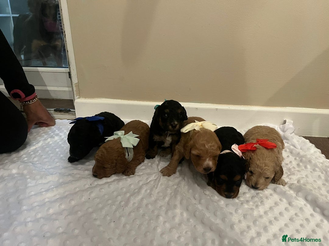 Cockapoo dogs for sale: Cocapoos f1  - Image 10