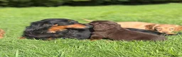 Dachshund dogs for sale: Adorable long haired miniature dachshund puppies  - Advert 12