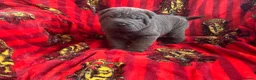 Shar Pei dogs for sale: Kc registered Shar pei babies too quality  - Advert 1