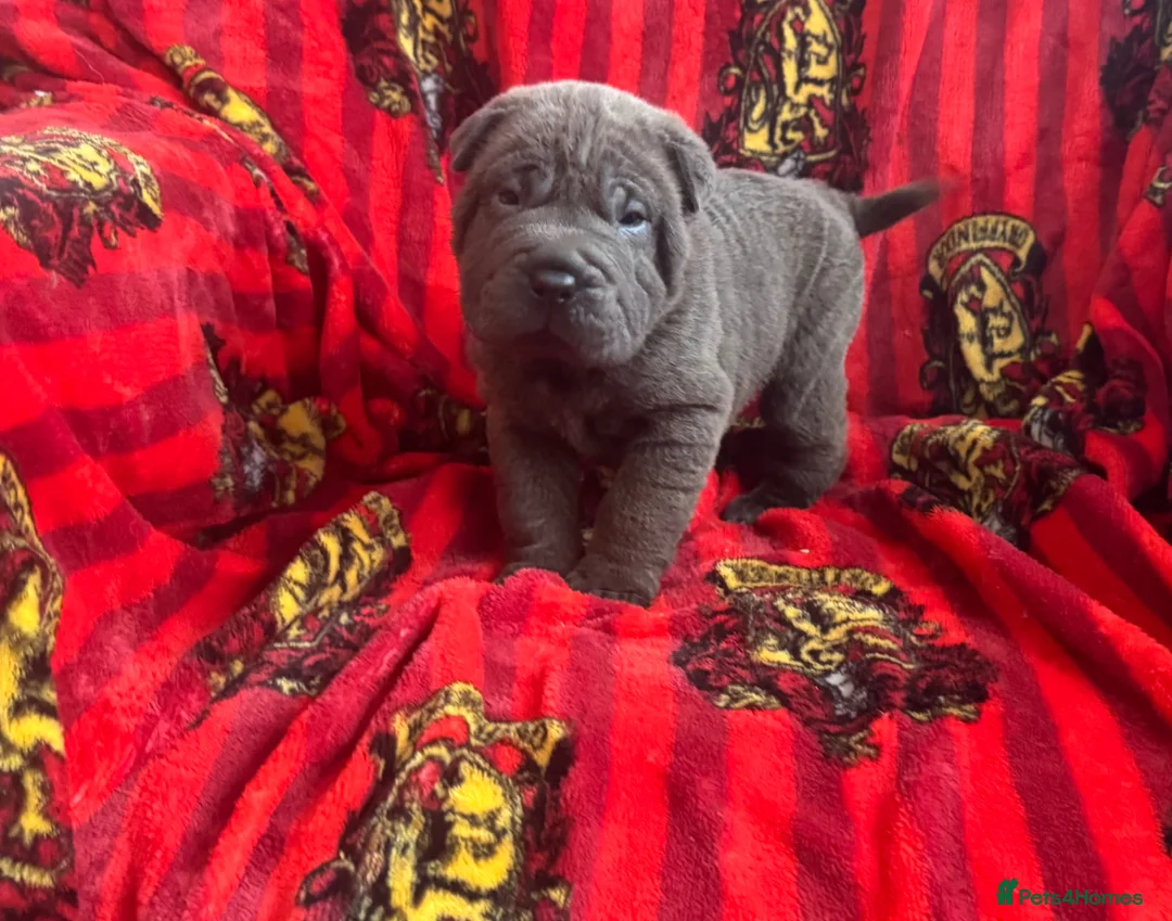 Shar Pei dogs for sale: Kc registered Shar pei babies too quality  - Advert 1