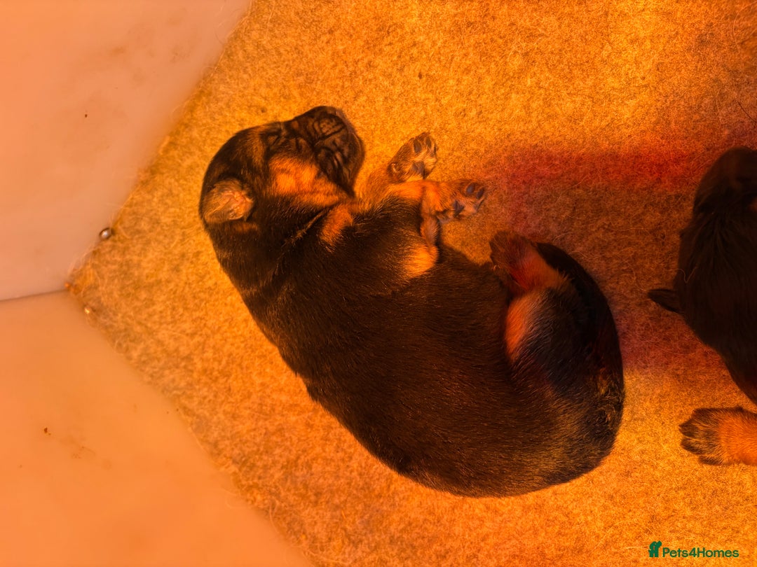 German Shepherd dogs for sale: Family reared GSD pups.  - Advert 27