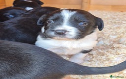 Mixed Breed dogs for sale: Beautiful sprollie puppies  - Image 9