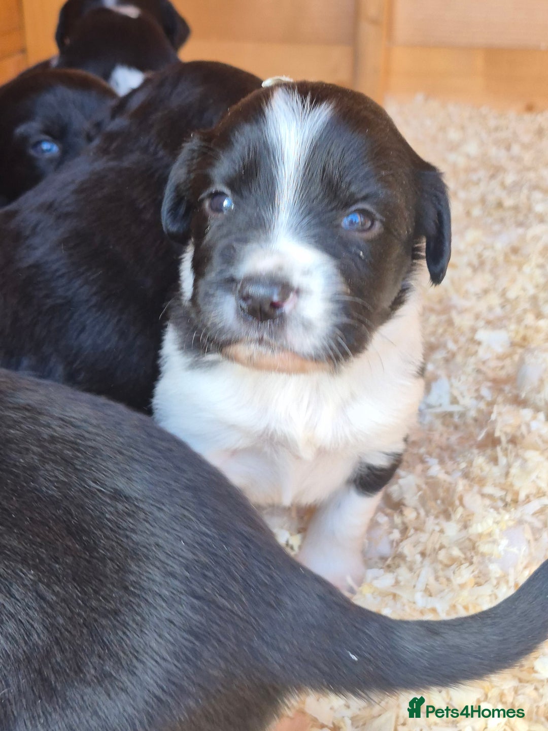 Mixed Breed dogs for sale: Beautiful sprollie puppies  - Image 9
