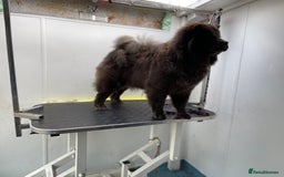 Chow Chow dogs for sale: Blue Chow Chow Female - Image 7