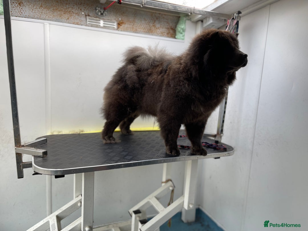 Chow Chow dogs for sale: Blue Chow Chow Female - Image 7