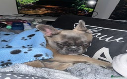 French Bulldog dogs for sale: French bulldog  - Image 16